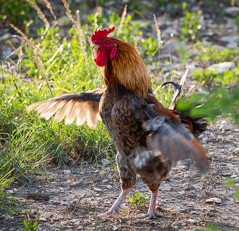 Feathers in a ruffle ?