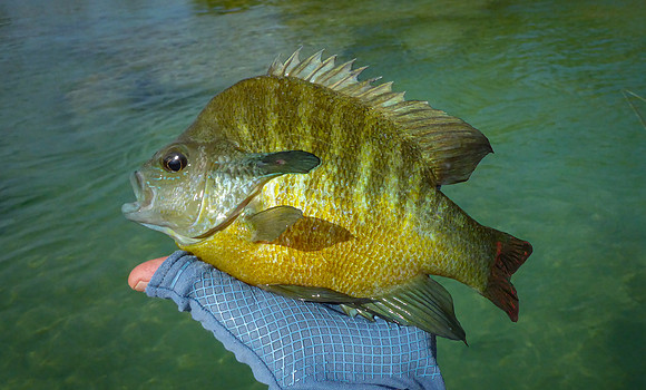 Fine Redbreasted Sunfish