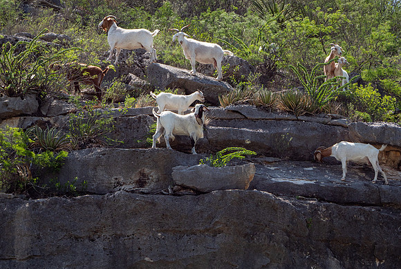 Family of Goats