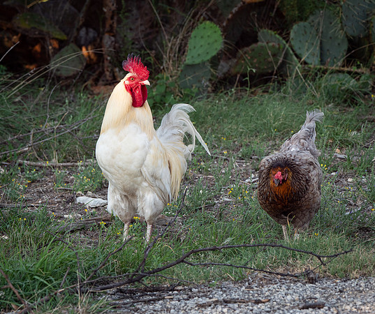 Head Rooster