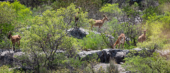 Ibex Family