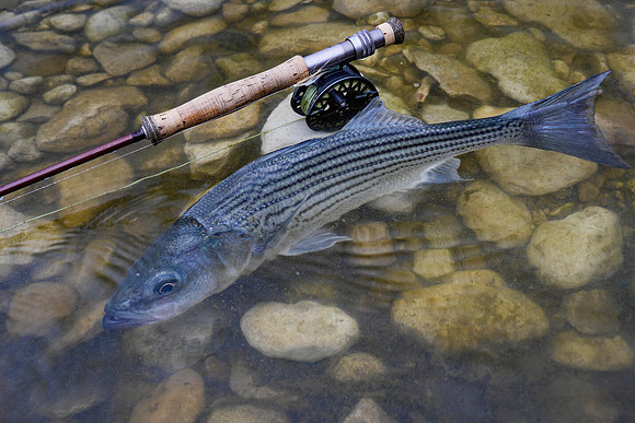 Nolan River Striper