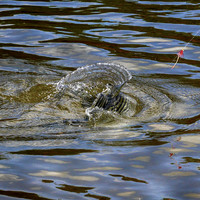 Striper takes the Dropper Fly
