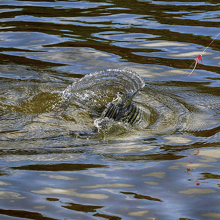 Striper takes the Dropper Fly