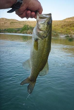 Largemouth Bass on Guadalapuna Fly