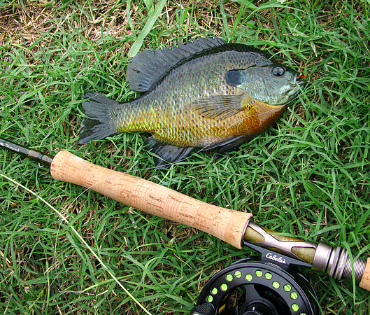 Bluegill on Flyrod