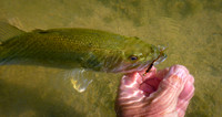 Largemouth Bass on Guadalapuna Fly