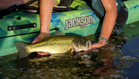 Largemouth Bass Release 1