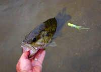 Largemouth Bass Release with Gurgler Fly
