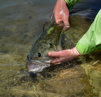 Largemouth Bass Release 4