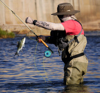 White Bass on the Fly , Brazos River