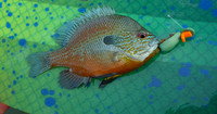 Redbreasted Sunfish on Gurgler Fly