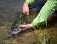 Largemouth Bass Release 2