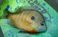 Bluegill on Kayak Paddle