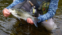 White Bass Release