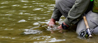 Carp Release , Nolan River TX