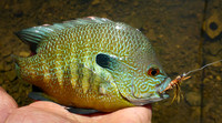 Longear Sunfish on Hopper Fly