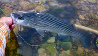 Striped Bass being released