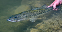 Largemouth Bass Release 3