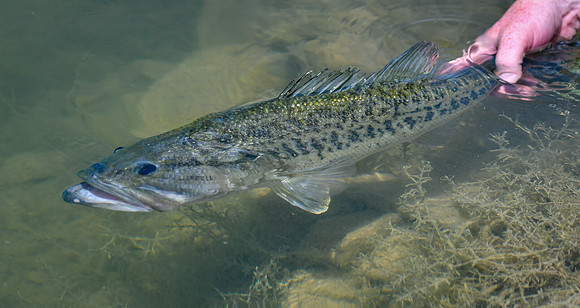 Largemouth Bass Release 3