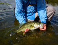 Largemouth Bass Release Brazos River