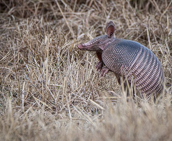 Nine Banded Armadillo at Palo Duro Canyon State Park Texas