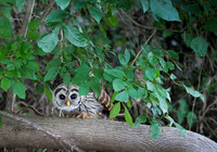Barred Owl on Brazos River near Lake Whitney State Park Texas 1