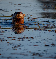 Otter at Isle du Bois State Park Texas 2