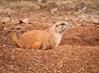 Black-tailed Prairie Dog at Caprock Canyon State Park Texas 1