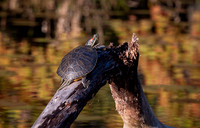 Red Eared Slider Turtle at Daingerfield State Park Texas 2
