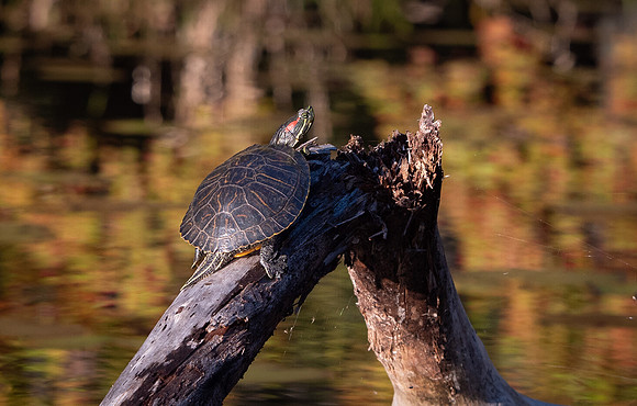 Red Eared Slider Turtle at Daingerfield State Park Texas 2
