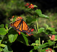 Monarch Butterfly at Isle du Bois State Park Texas 2