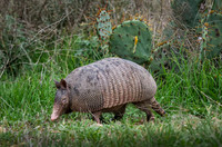 Nine Banded Armadillo at South Llano River State Park TX