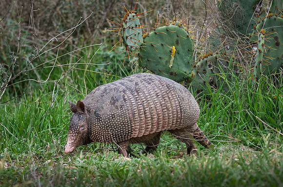 Nine Banded Armadillo at South Llano River State Park TX