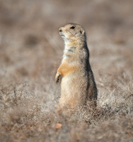 Black-tailed Prairie Dog at Caprock Canyon State Park Texas 3