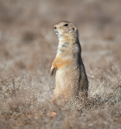 Black-tailed Prairie Dog at Caprock Canyon State Park Texas 3