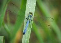 Green Darner Dragonfly at Ray Roberts Johnson Branch State Park