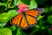 Monarch Butterfly at Isle du Bois State Park Texas 1
