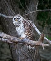 Barred Owl on Brazos River near Lake Whitney State Park Texas 2