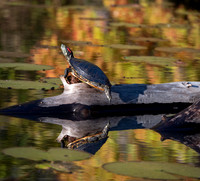 Red Eared Slider Turtle at Daingerfield State Park Texas 3