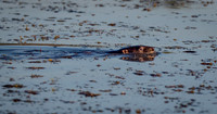 Otter at Isle du Bois State Park Texas 1