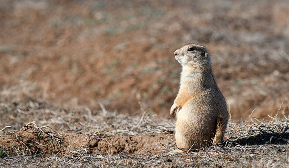 Black-tailed Prairie Dog at Caprock Canyon State Park Texas 2