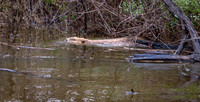 Beaver at Purtis Creek State Park Texas 1
