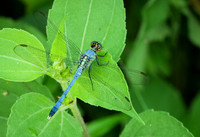Green Darner Dragonfly 2 at Ray Roberts Johnson Branch State Par