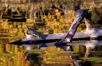 Red Eared Slider Turtle's at Daingerfield State Park Texas