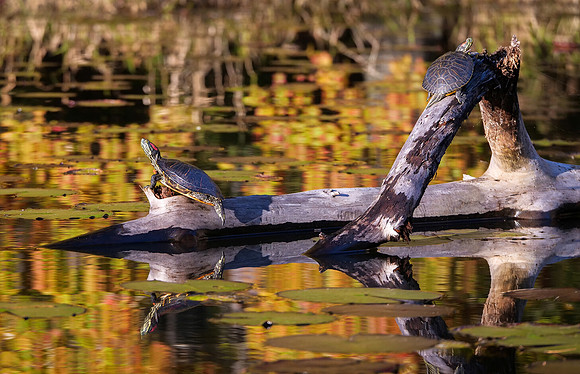 Red Eared Slider Turtle's at Daingerfield State Park Texas