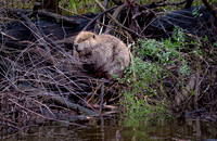Beaver at Purtis Creek State Park Texas 2