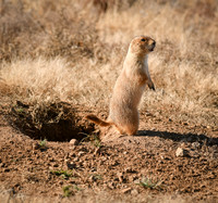 Black-tailed Prairie Dog at Caprock Canyon State Park Texas 4