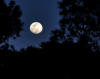 Moon Rise