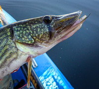 Chain Pickerel